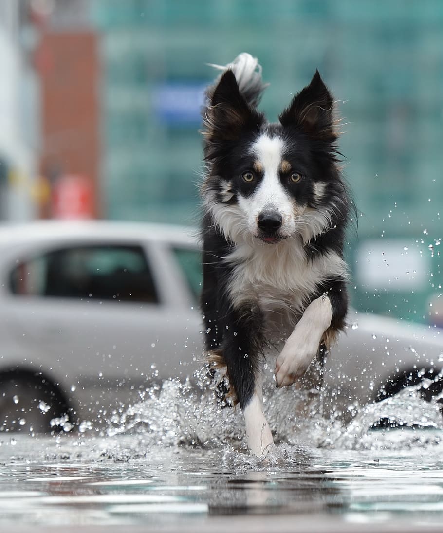 border-collie-fountain-city-water
